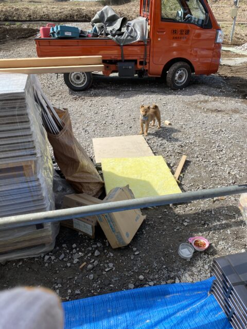 愛犬くーちゃんも、ちゃんと工事を見守ってますよ。