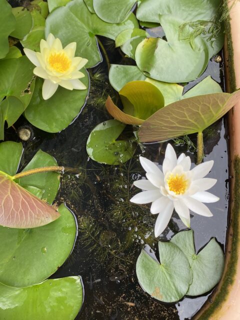 メダカさん元気